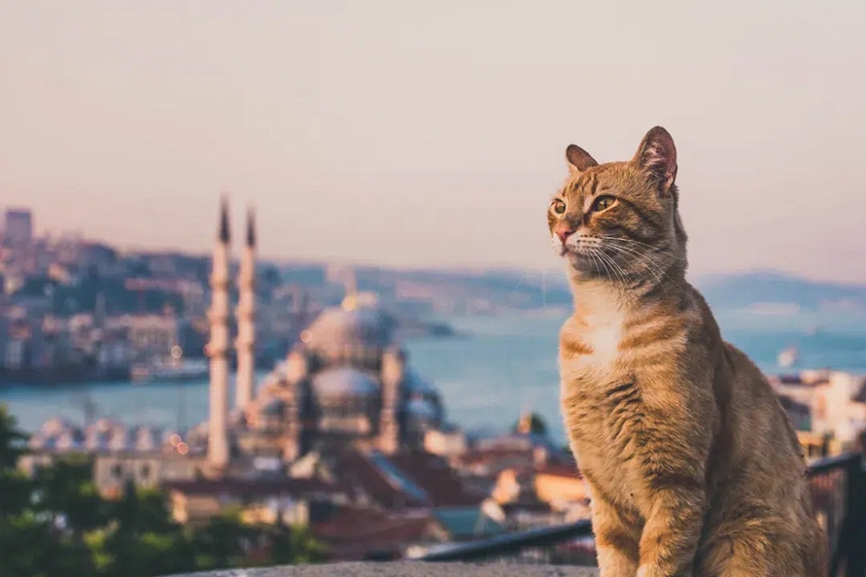 Why Are There So Many Cats in Istanbul? History & Culture Explained